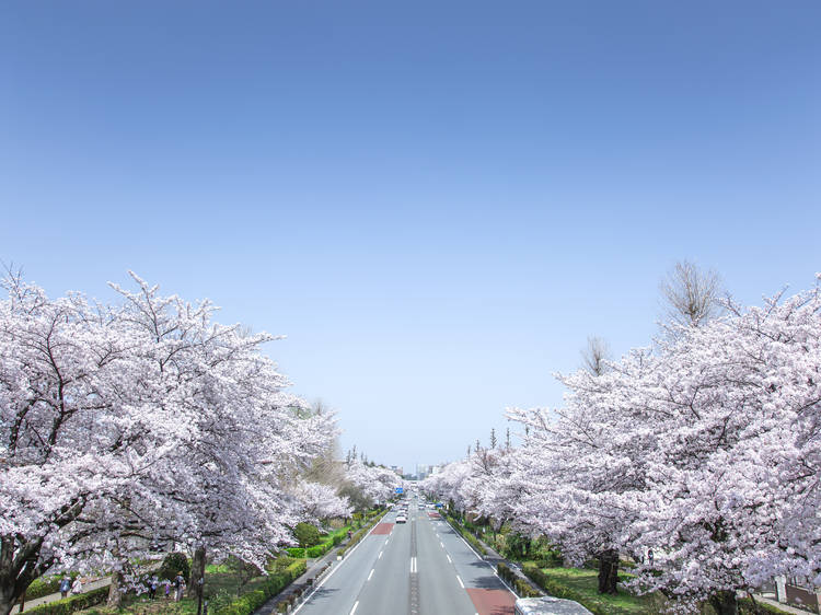 Titip Jepang-Kunitachi