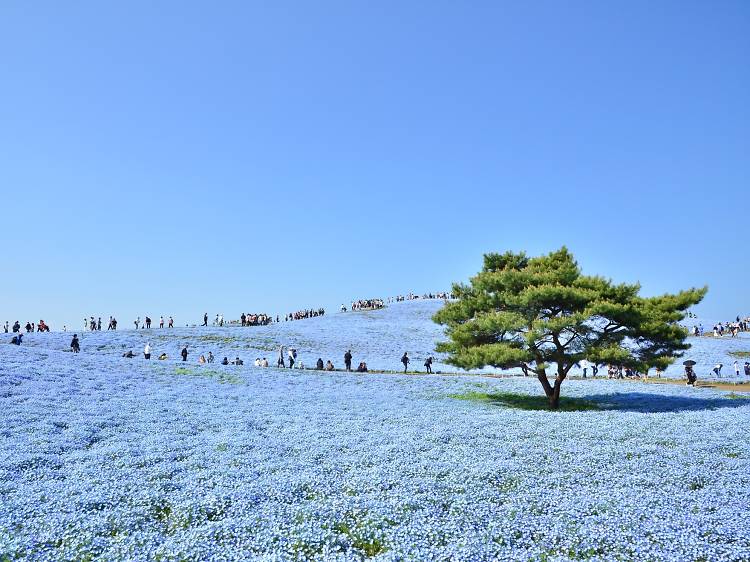 Titip Jepang-Hitachi