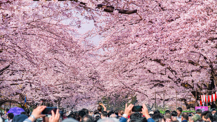 Titip Jepang- Musim Bunga Sakura 2023