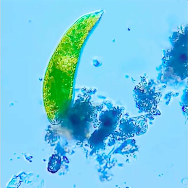 Portable Microscope Euglena standard/125~500 magnification