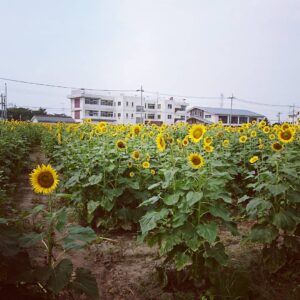 BLOG TITIP JEPANG - BUNGA MATAHARI ENDO FARM