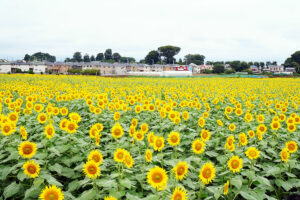 BLOG TITIP JEPANG - BUNGA MATAHARI ISHII KIYOSE