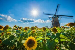 BLOG TITIP JEPANG - BUNGA MATAHARI SAKURA FURUSATO SQUARE