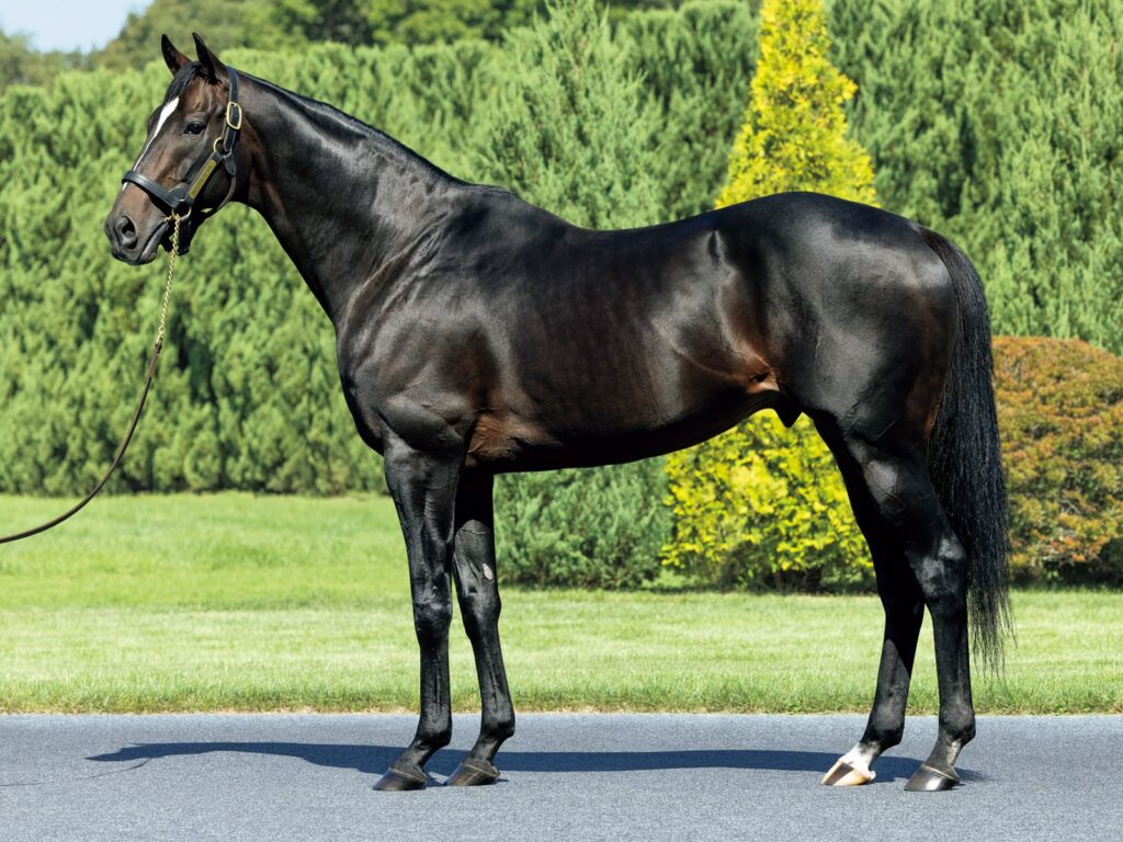 TITIP JEPANG - TITIPJEPANG - UMA MUSUME - UMA MUSUME: PRETTY DERBY - UMAMUSUME - KITASAN BLACK - IRL KITASAN BLACK - UMA MUSUME: PRETTY DERBY SEASON 3