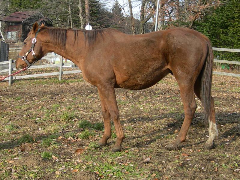 TITIP JEPANG - TITIPJEPANG - Matikanetannhauser - MAMBO - MAMBO UMA MUSUME - Matikanetannhauser IRL Horse