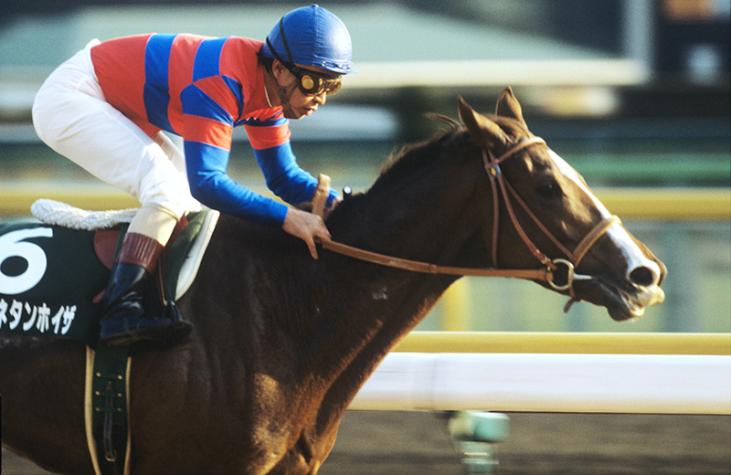 TITIP JEPANG - TITIPJEPANG - Matikanetannhauser - MAMBO - MAMBO UMA MUSUME - Matikanetannhauser IRL Horse